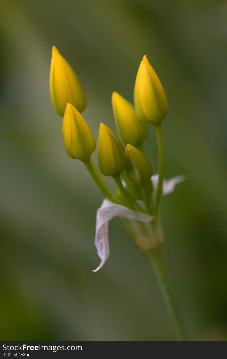 Yellow flower buds