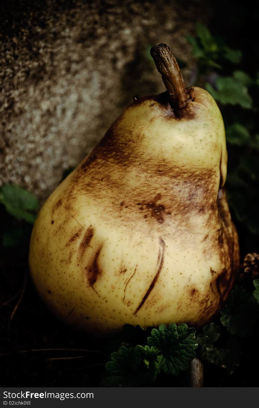 A photo of a rotten pear, once tasty and sweet is now tasteless.