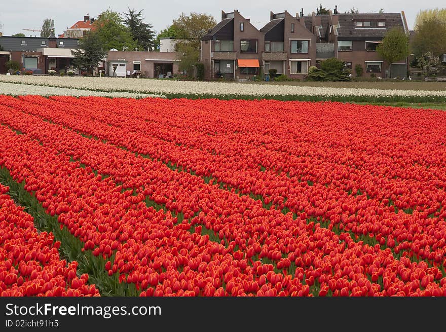 Flowerfied in Holland near Keukenhof. Flowerfied in Holland near Keukenhof