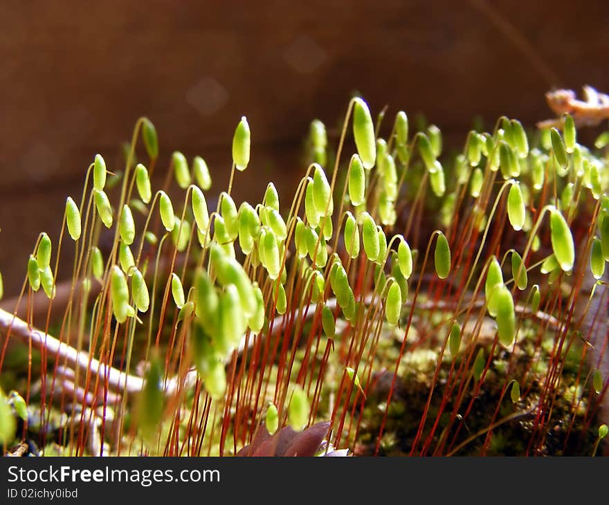 Moss plants set covered the sun during the day