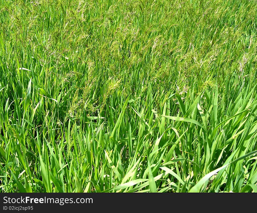 Background on the young green grass of different species on a sunny day