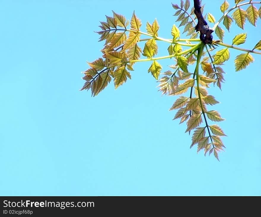 A branch with leaves against the blue sky on a sunny day