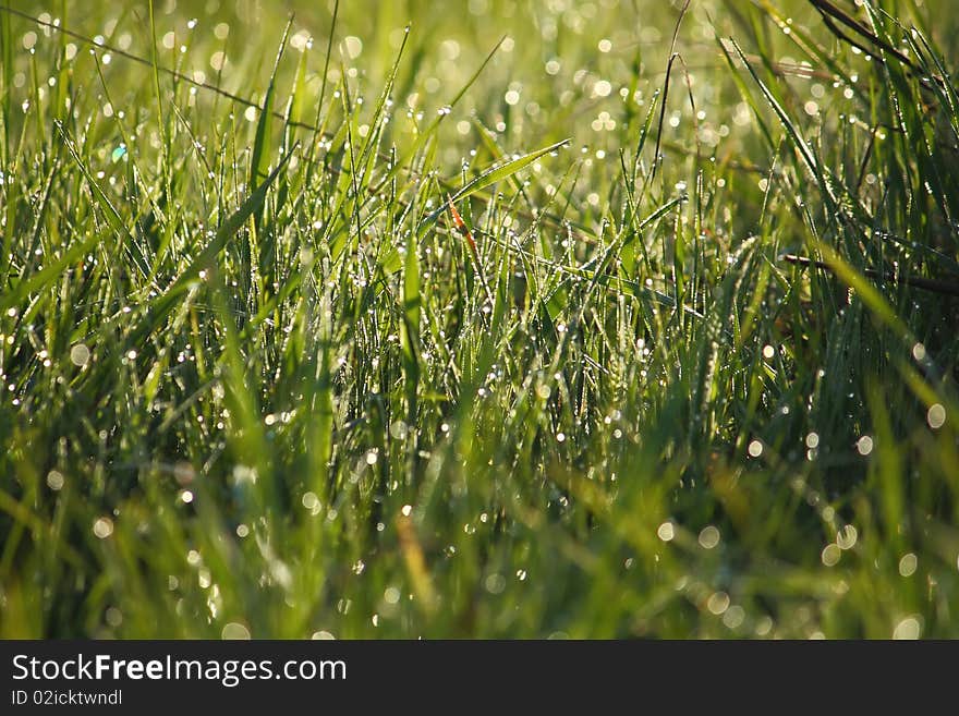 Morning dew on the green meadow grass. Morning dew on the green meadow grass