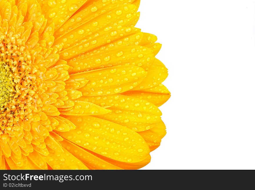 Yellow gerbera with drops of water isolated on white