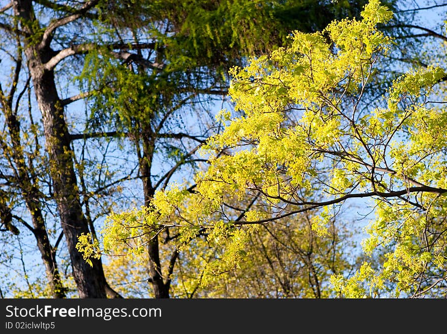 Green new leaves in spring