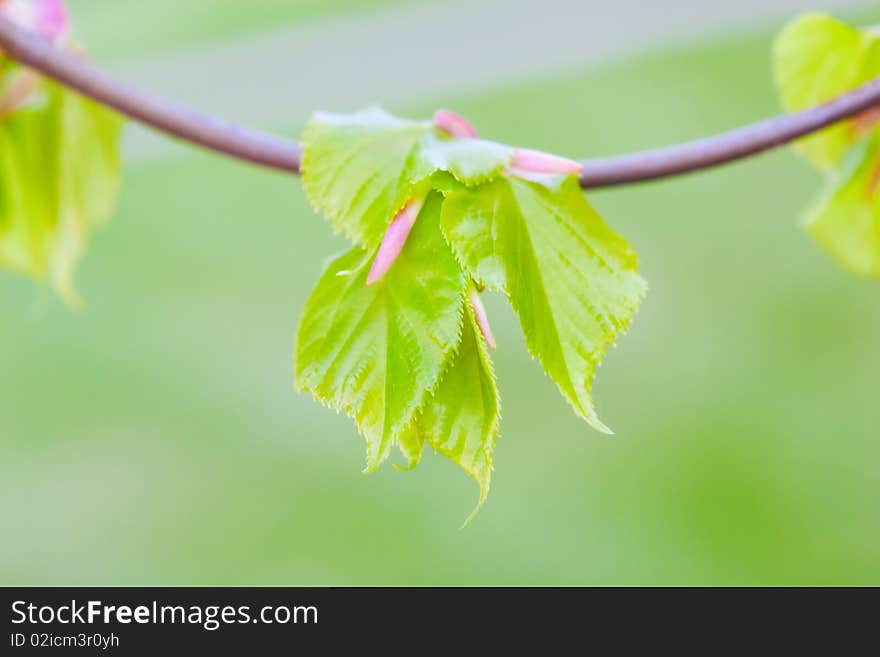 Green new leaves in spring