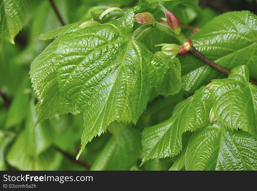 Green Spring Leaves