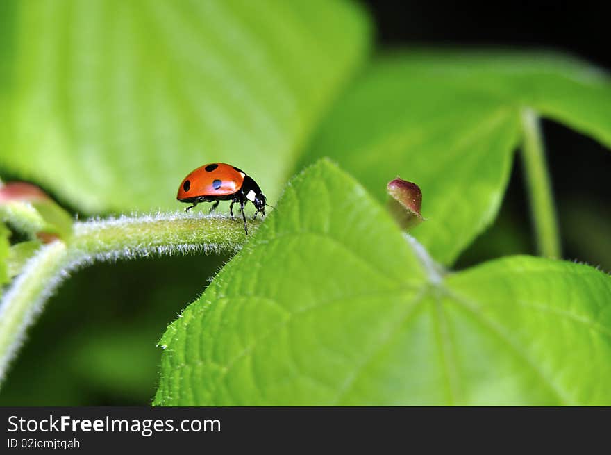 Red Lady Bird & Green Leaves