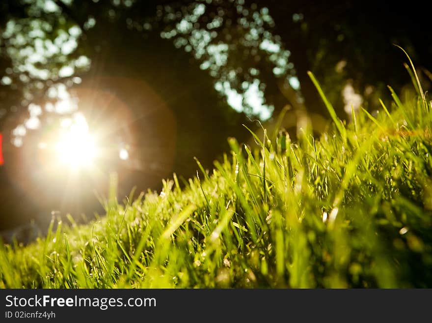 Background of unreal black sky with sun and grass. Background of unreal black sky with sun and grass