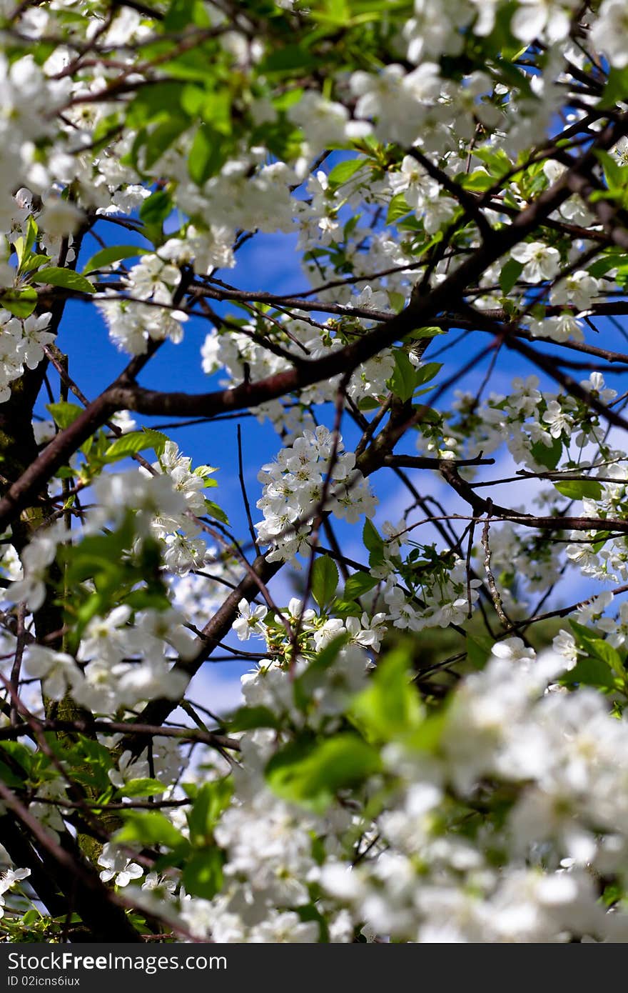 Cherry blossom