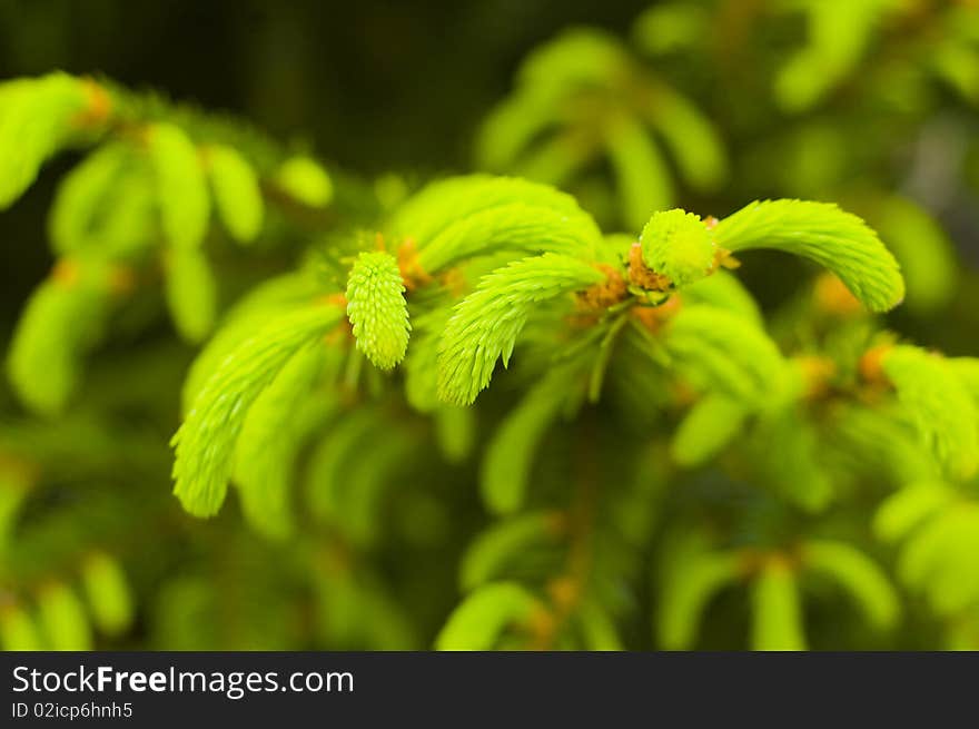 Fresh green pine needles in forest. Fresh green pine needles in forest