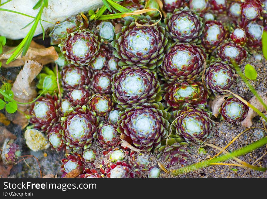 Sempervivum