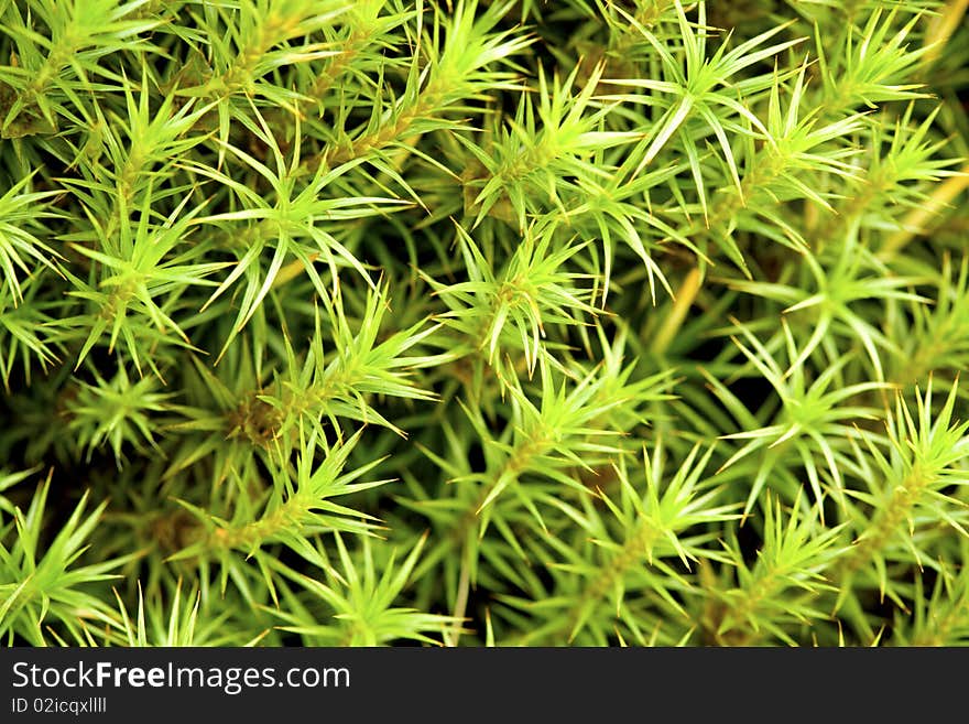 Green moss background (natural texture)