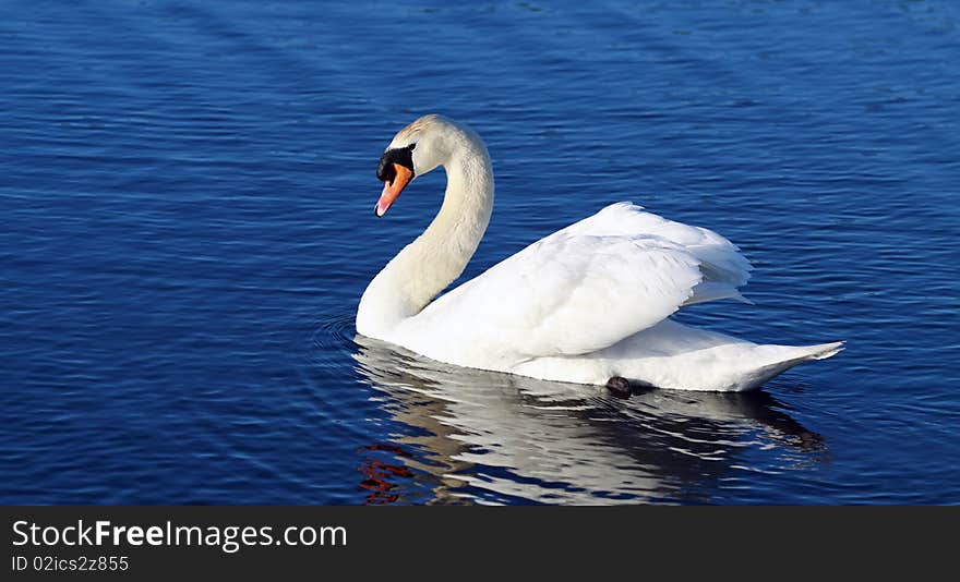 Swan in the water