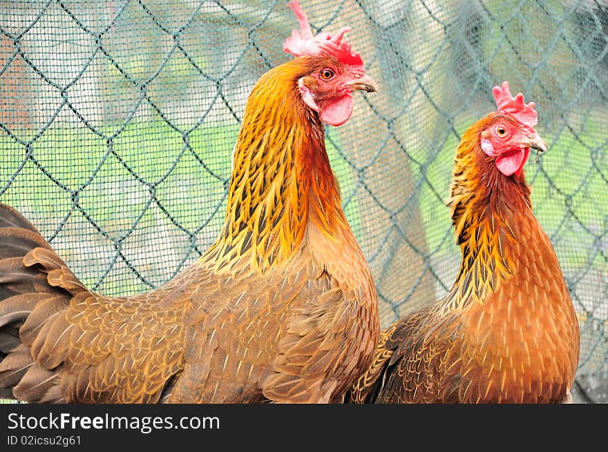 Surprised picture shows two chickens reared in the parcel in Poland.