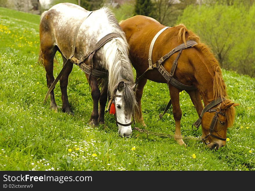 Two horses graze on countryside meadows, spring. Two horses graze on countryside meadows, spring