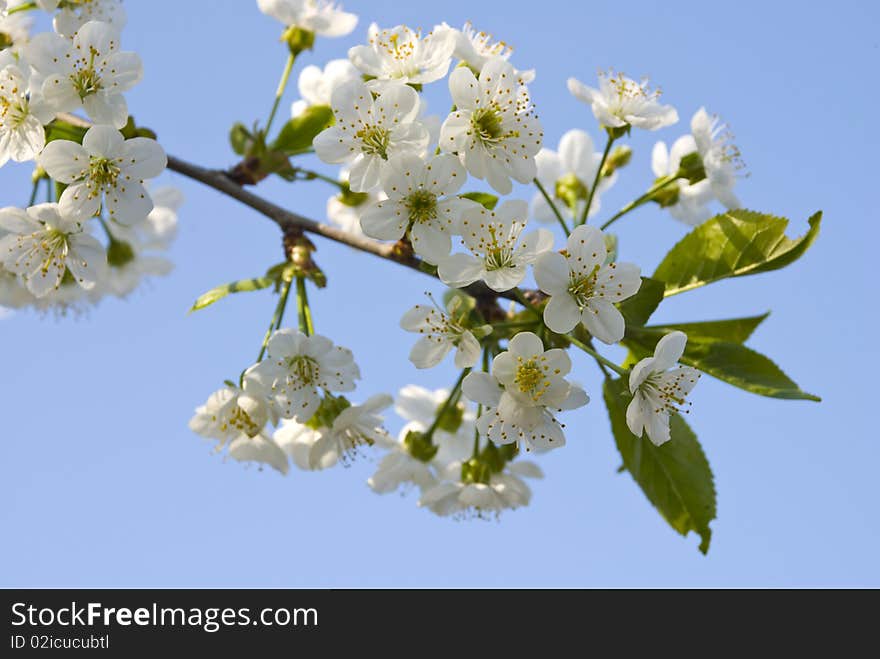 White aromatic flowers of cherry-tree on banch, with blue skies on background, close-up. White aromatic flowers of cherry-tree on banch, with blue skies on background, close-up