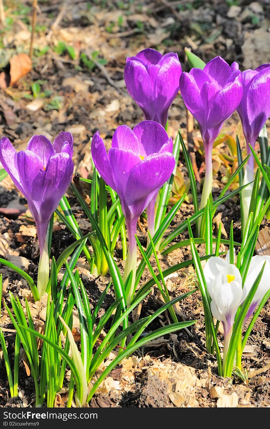 Image presents the first spring crocuses blooming in the two telephones colors. Image presents the first spring crocuses blooming in the two telephones colors