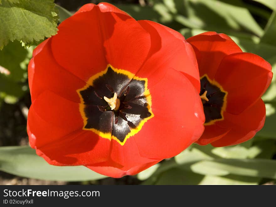 Buds of red flowering tulips, with open petals, top view. Buds of red flowering tulips, with open petals, top view