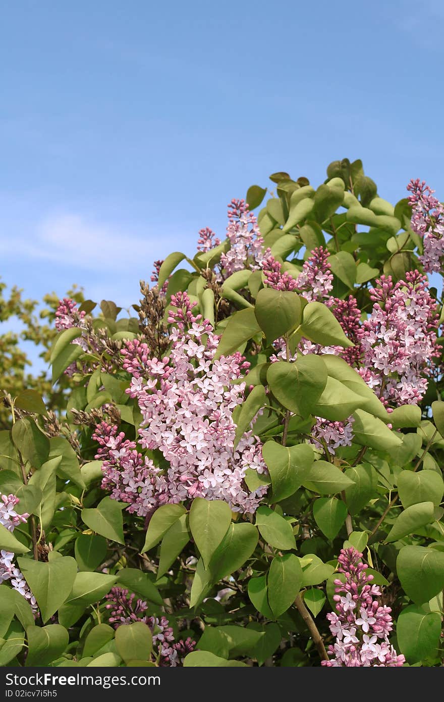 A lilac bush in the background of blue sky. A lilac bush in the background of blue sky.