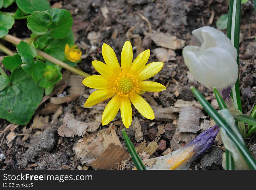 Photo flower growing in a Polish natural environment. A flower called Ficaria Verna