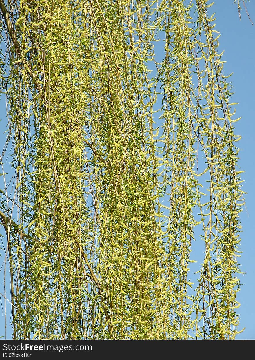 Spring tree branch and blue sky