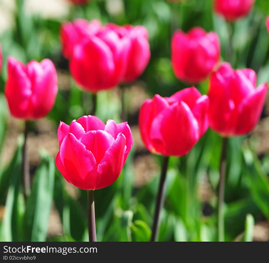 Tulipa Christmas Marvel  in Parc Floral, Paris, France. Tulipa Christmas Marvel  in Parc Floral, Paris, France.