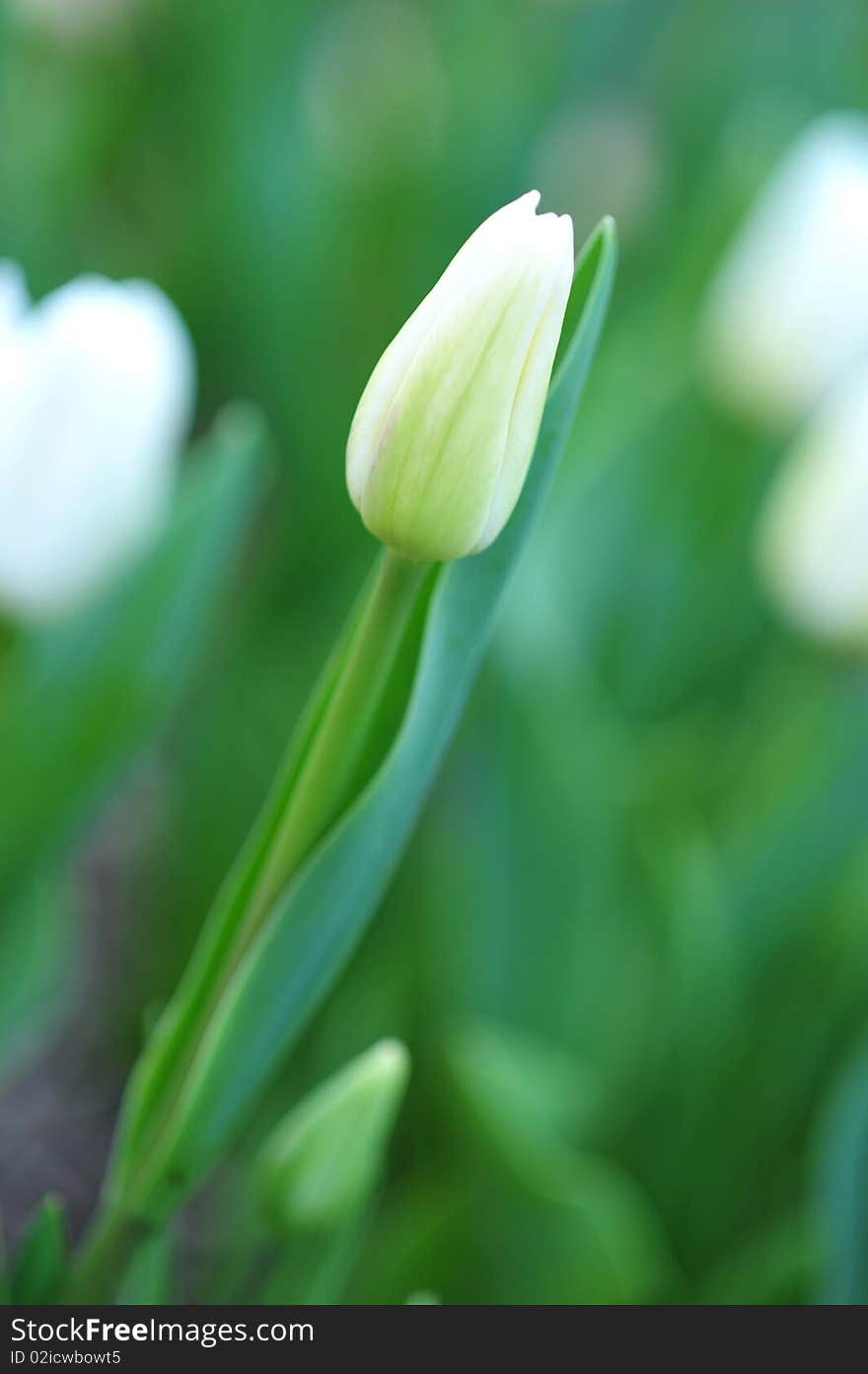 White blooming tulip of the specie JAN REUS. White blooming tulip of the specie JAN REUS