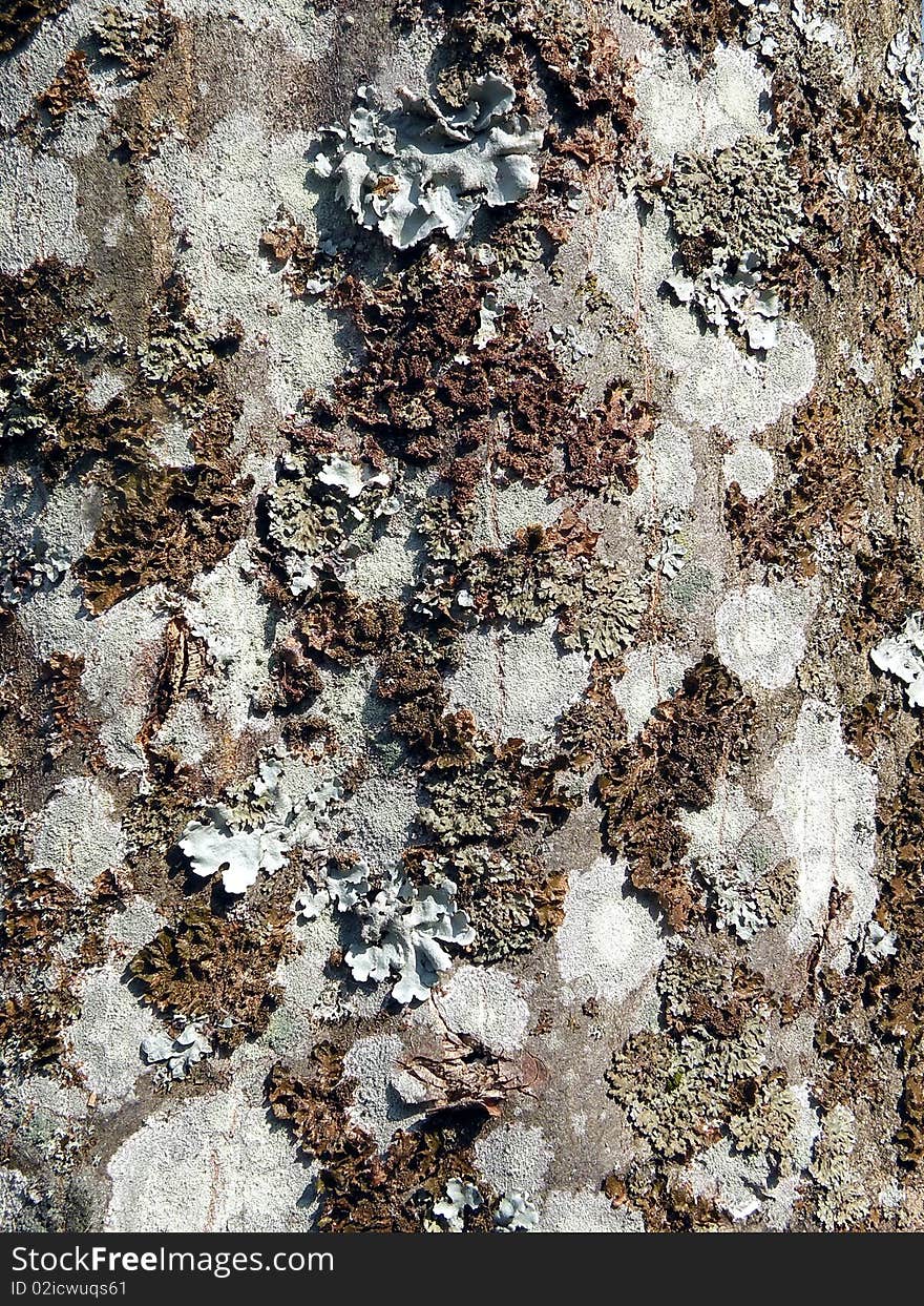 Old tree trunk with various moss