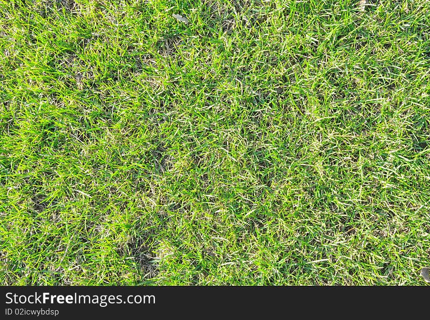 Pictured a beautiful garden fresh spring grass. picture suitable as textura or background. Pictured a beautiful garden fresh spring grass. picture suitable as textura or background.