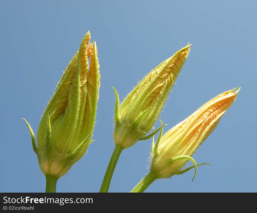 Zucchini flowers