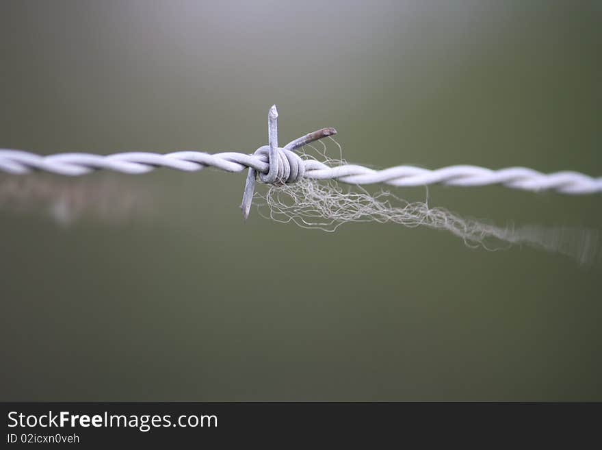 Barbed wire with hair on grey background