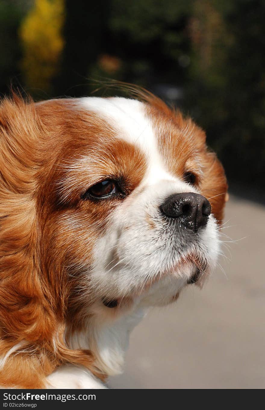 A King charles spaniel with his head out of the car window. A King charles spaniel with his head out of the car window