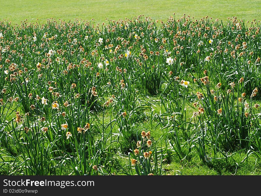 A flowered section of a green field of Greenwich park. A flowered section of a green field of Greenwich park.