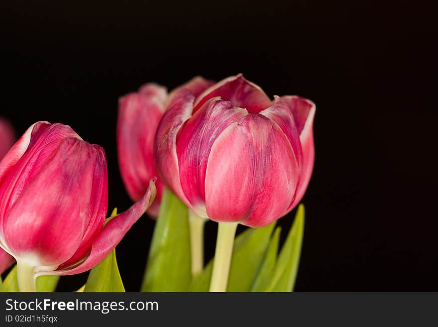 Tulip bouquet