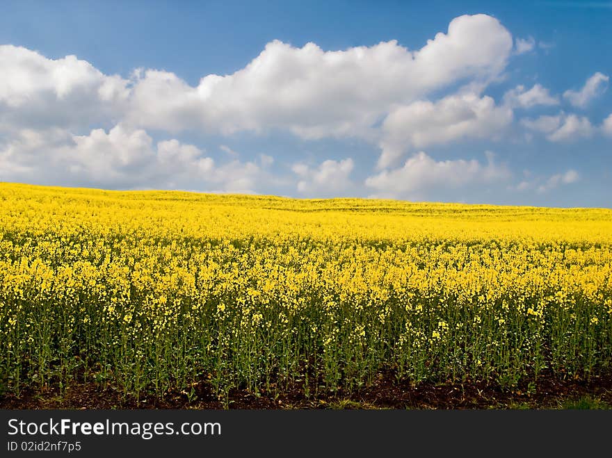 Canola Background.