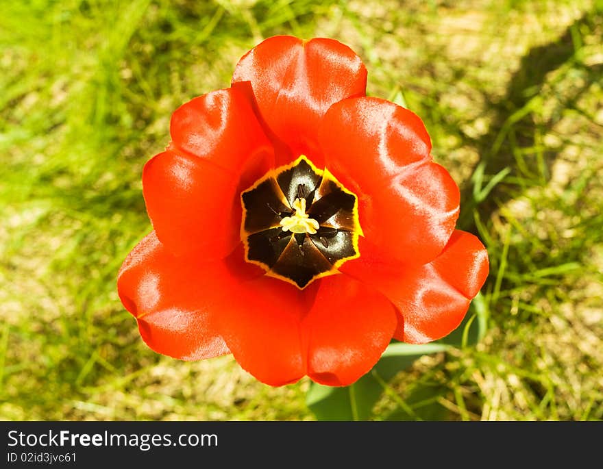 Red flower tulip close up. Outdoor shot. Red flower tulip close up. Outdoor shot