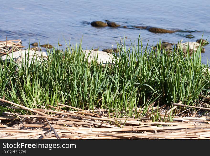 Green, a beautiful grass on the ocean. Green, a beautiful grass on the ocean