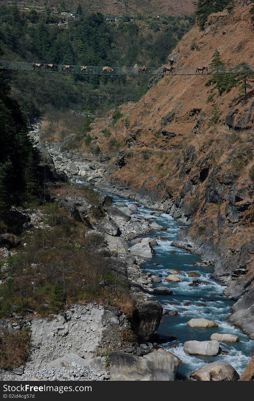 Mules crossing a suspended bridge, annapurna area, Nepal