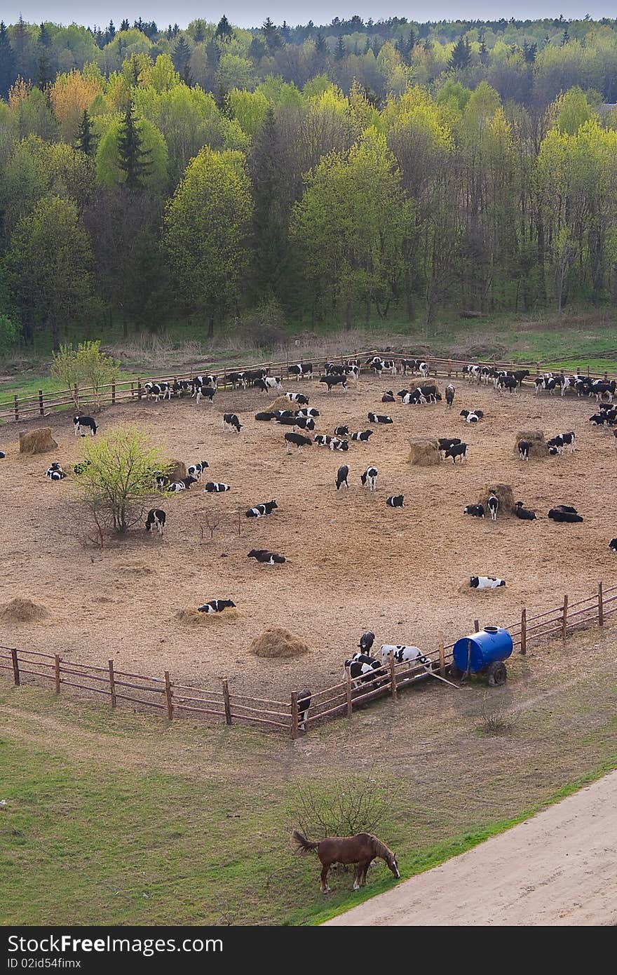 Cows behind a fencing on a farm