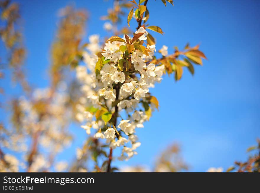 Spring flowers on a blue sky