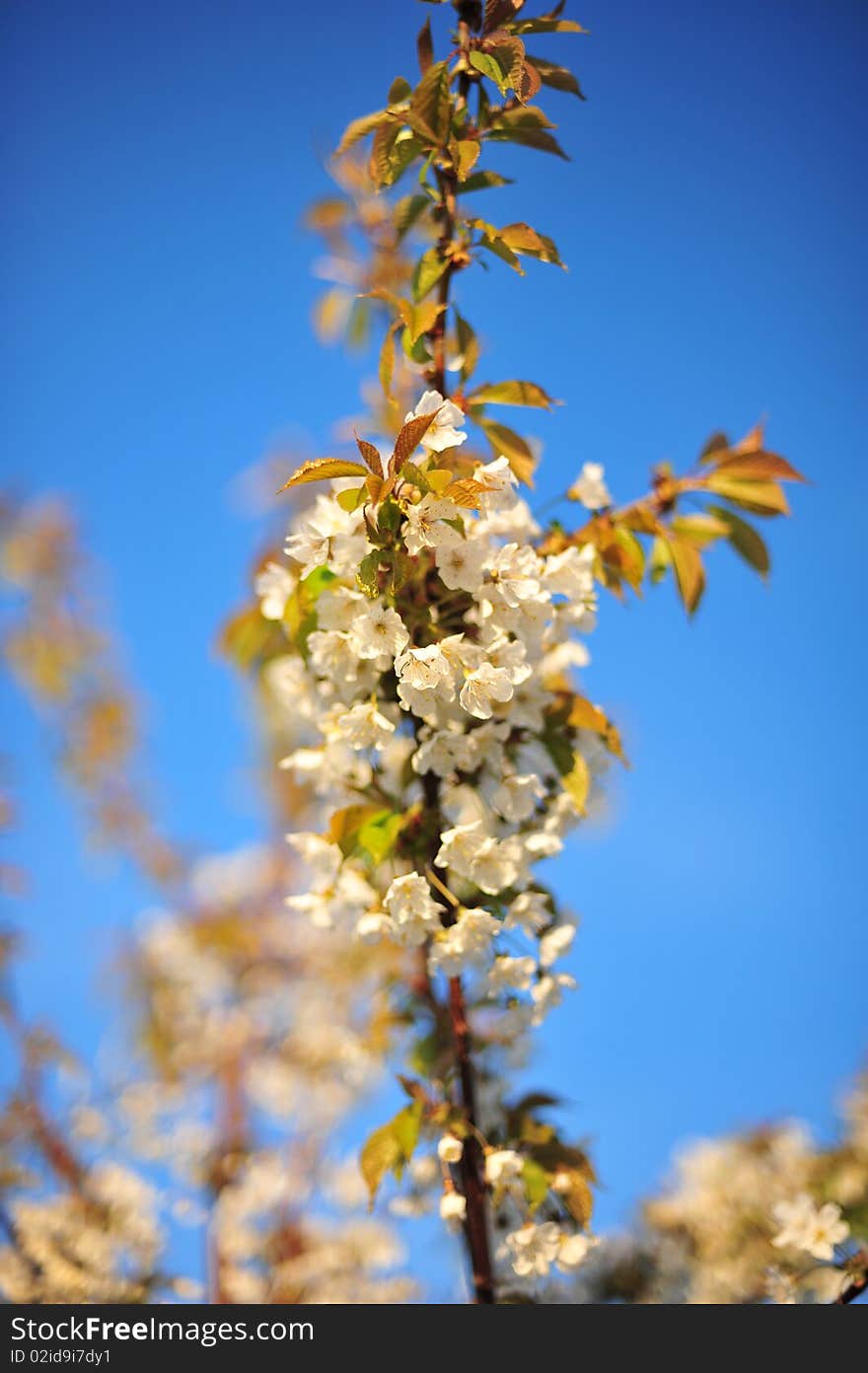 Spring flowers on a blue sky