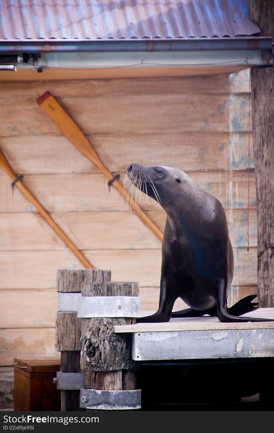 Seal show .