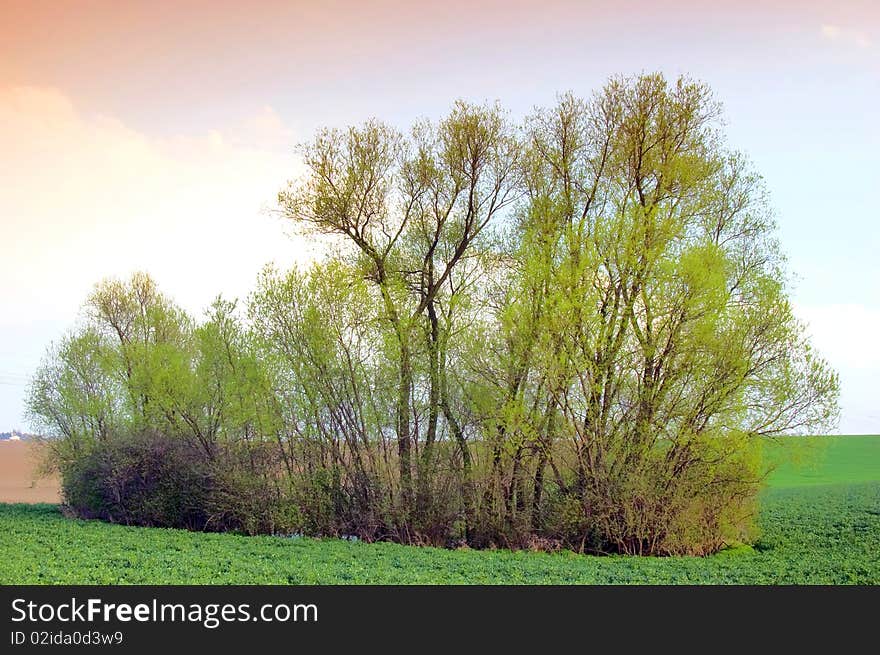 Group of trees around a pond in the spring