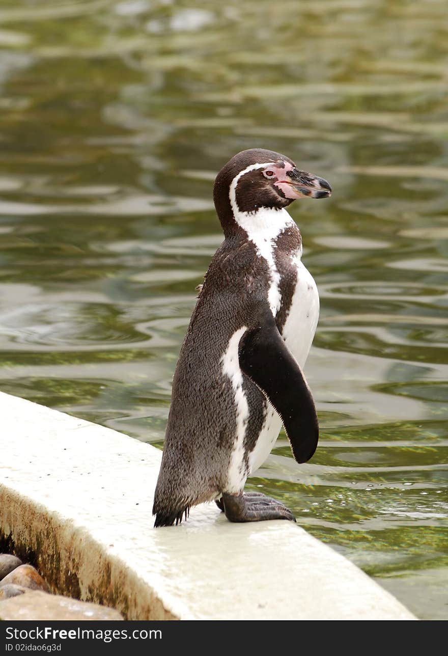 A shot of a pengiun poolside at a safair park. A shot of a pengiun poolside at a safair park