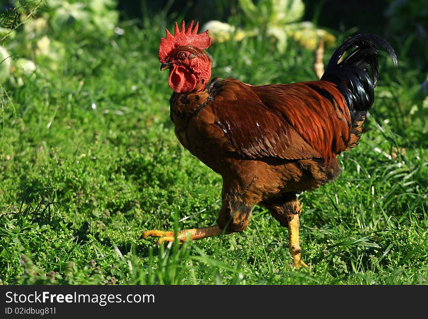 Chicken in the field eating grass