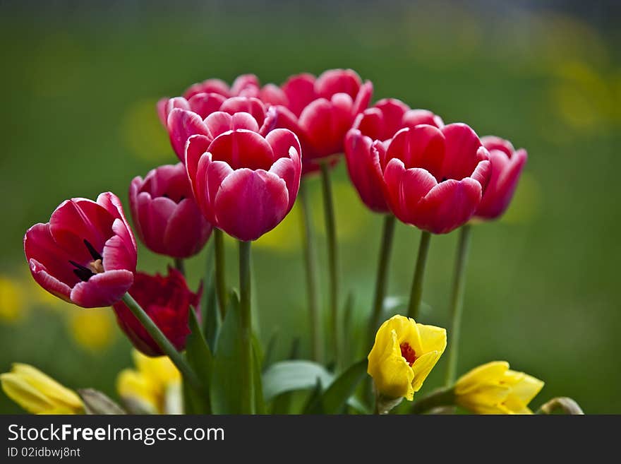 Red Tulips