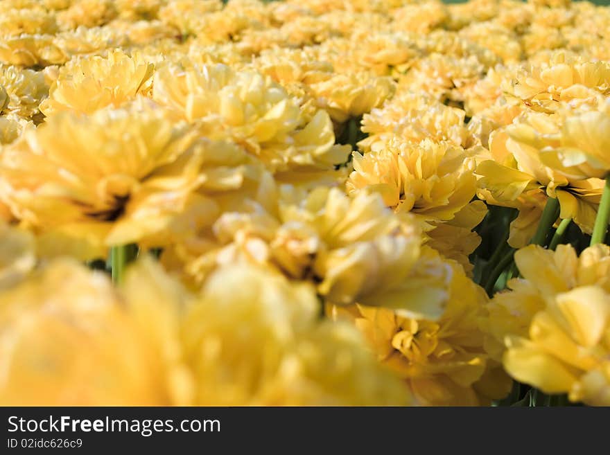 Yellow Tulips