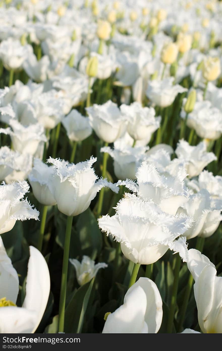 Field of brightly lit white tulips