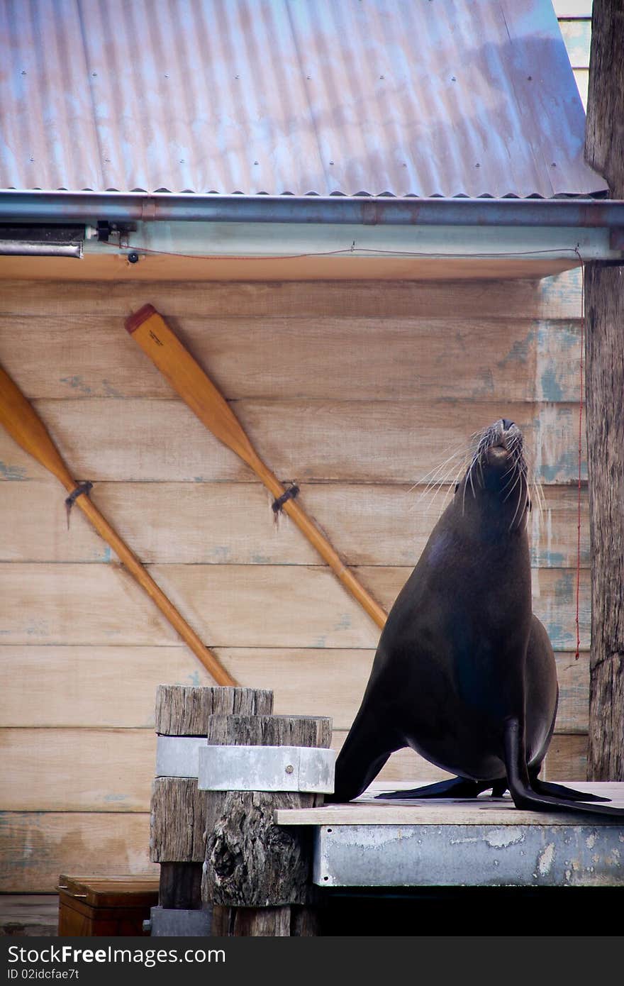 Seal show at the zoo.